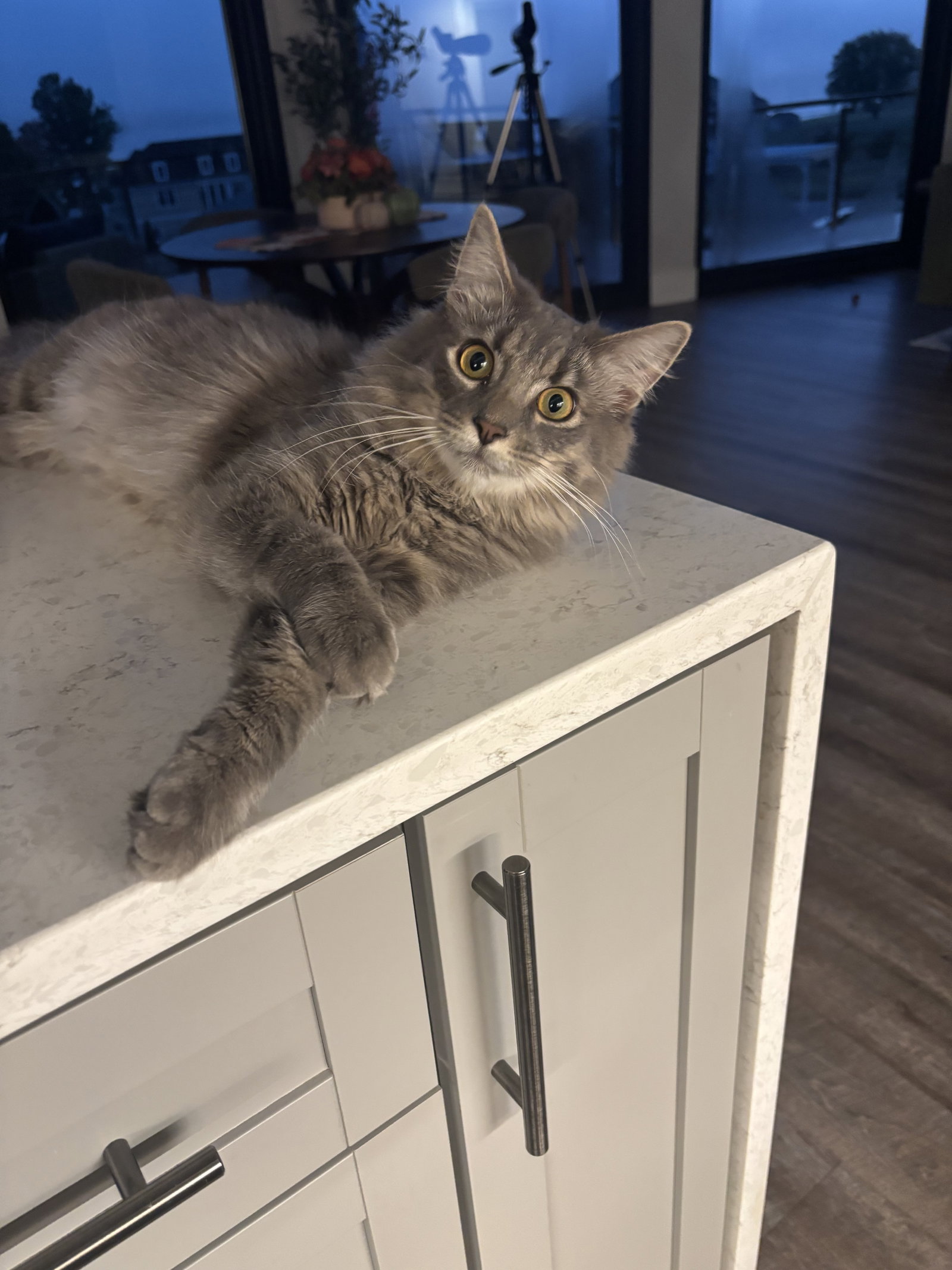 Finn, photo 2