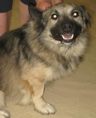 Keeshond store corgi mix