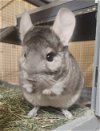 adoptable Chinchilla in  named Charlie
