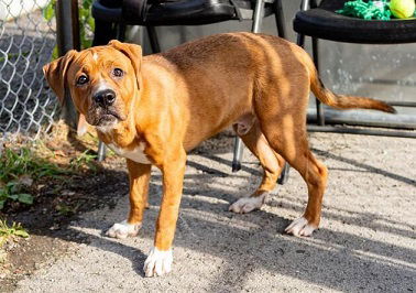 adoptable Dog in Dellslow, WV named Clyde red bully mix