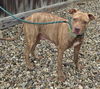adoptable Dog in  named Petal