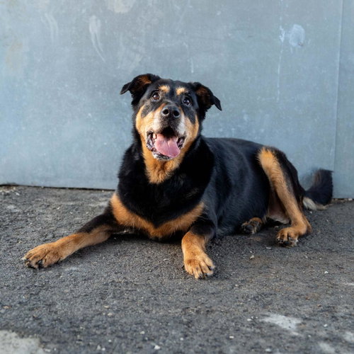 Nala, photo 2