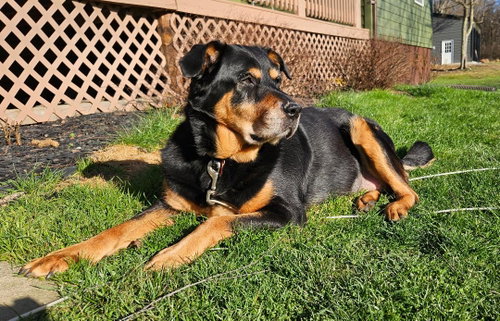Nala, photo 5
