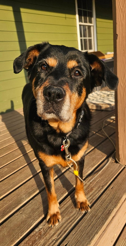 Nala, photo 6