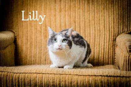 adoptable Cat in North Myrtle Beach, SC named Lilly