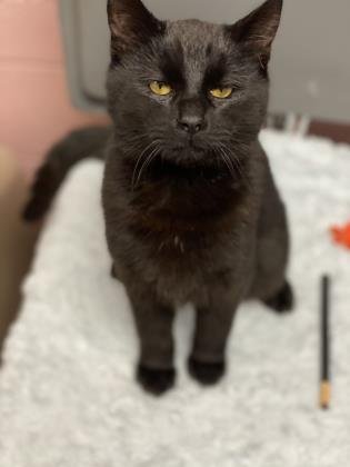 adoptable Cat in North Myrtle Beach, SC named Crow