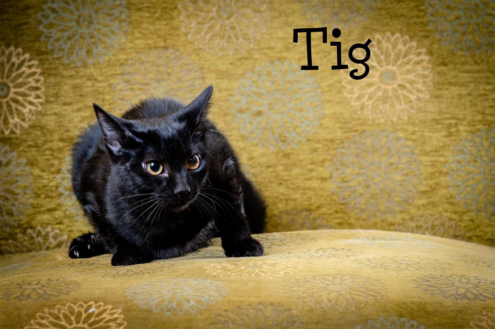 adoptable Cat in North Myrtle Beach, SC named Tig