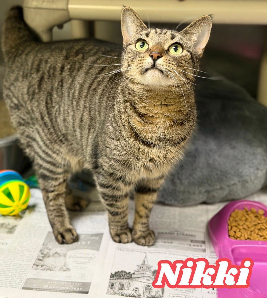 Nikki, photo 3