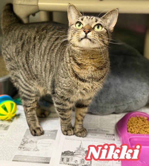 Photo 3 of Nikki