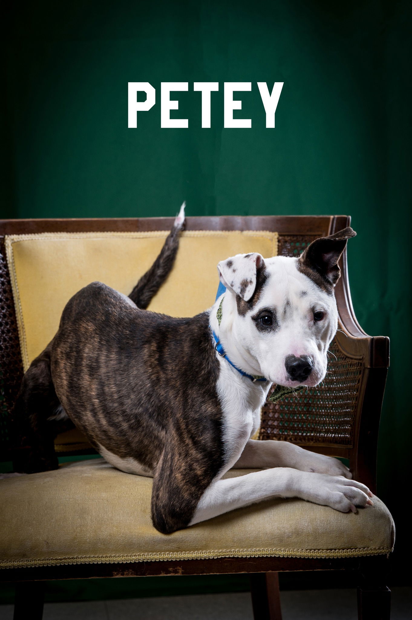 adoptable Dog in North Myrtle Beach, SC named Petey