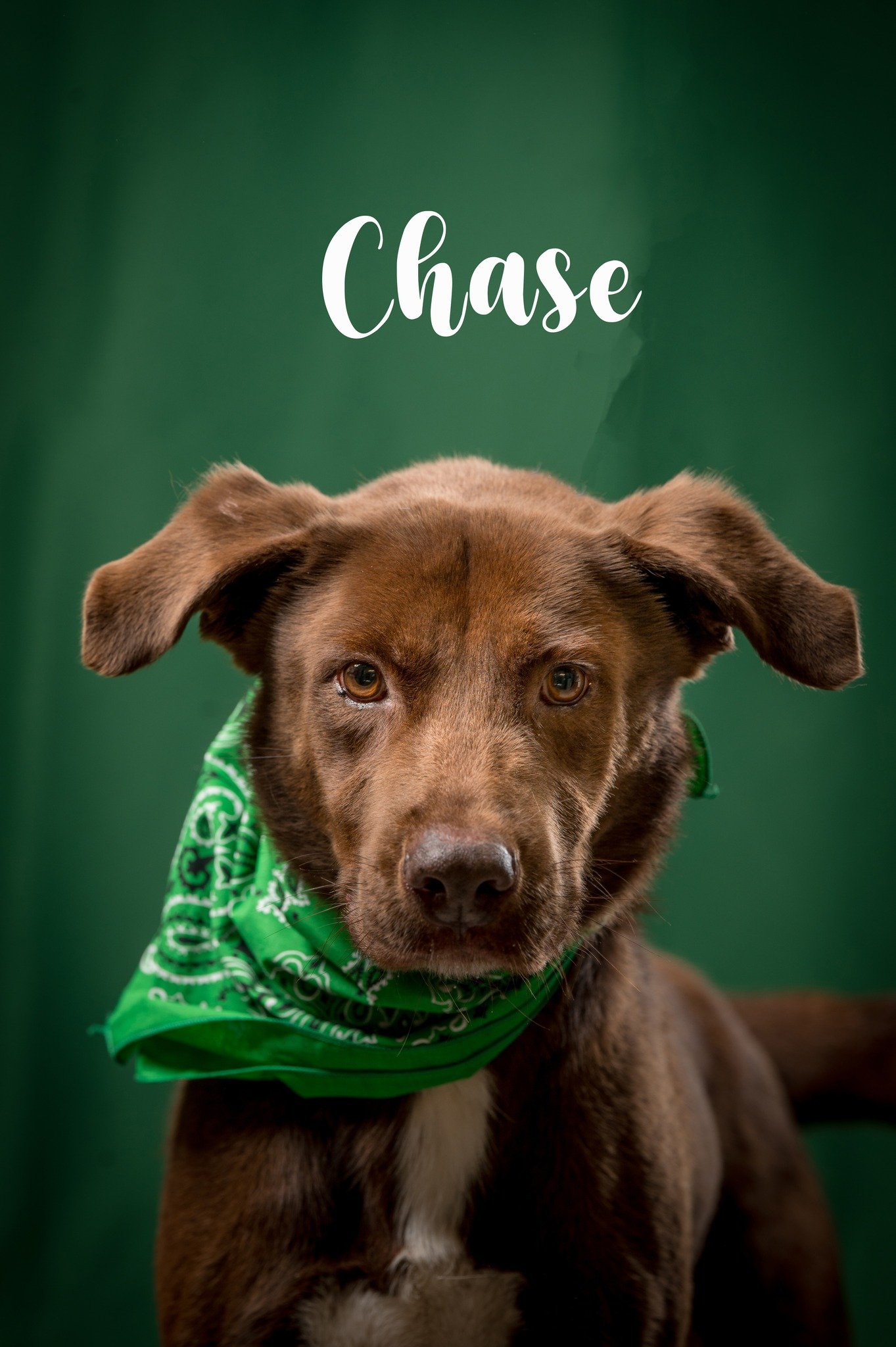 adoptable Dog in North Myrtle Beach, SC named Chase