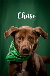 adoptable Dog in , SC named Chase