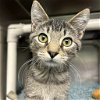 adoptable Cat in myrtle beach, SC named Chip