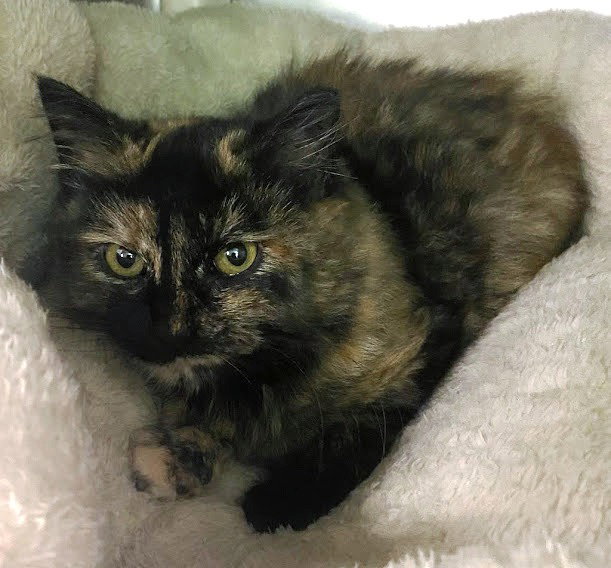 Cats for Adoption in Myrtle Beach, South Carolina Alpha Paw