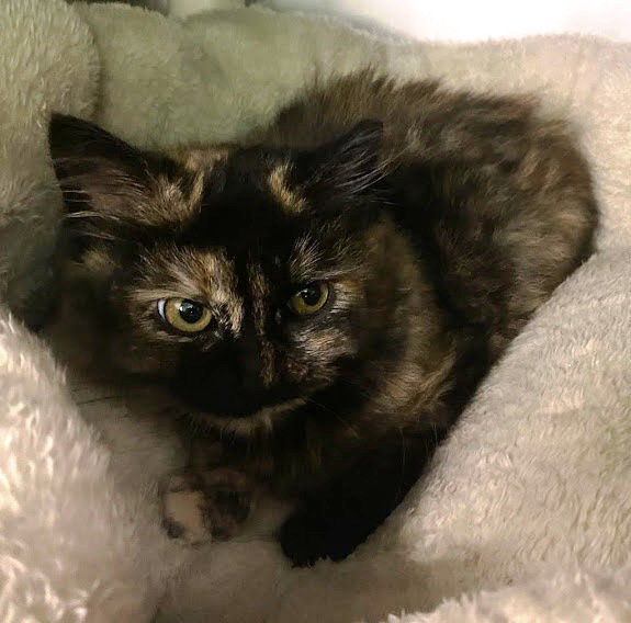 Cats for Adoption in Myrtle Beach, South Carolina Alpha Paw