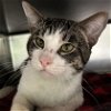 adoptable Cat in , SC named Valoo