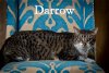 adoptable Cat in myrtle beach, SC named Darrow
