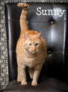adoptable Cat in north myrtle beach, SC named Sunny