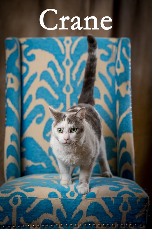 Crane, an adoptable Domestic Short Hair in North Myrtle Beach, SC