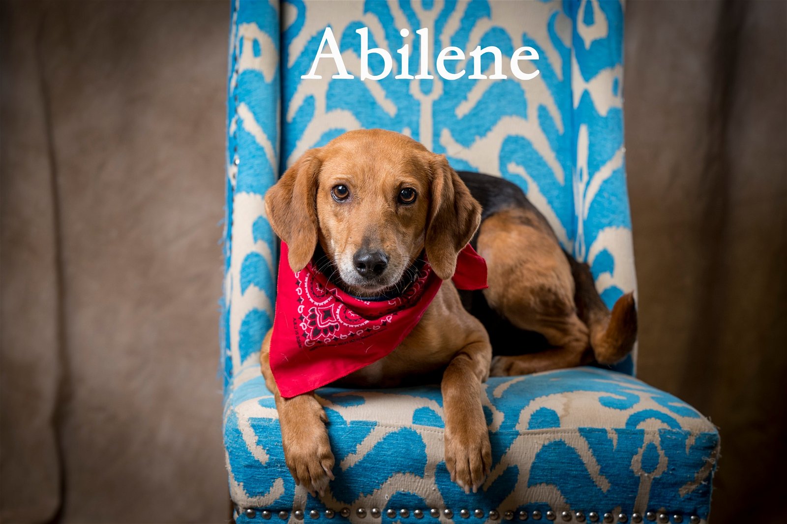 adoptable Dog in North Myrtle Beach, SC named Abilene