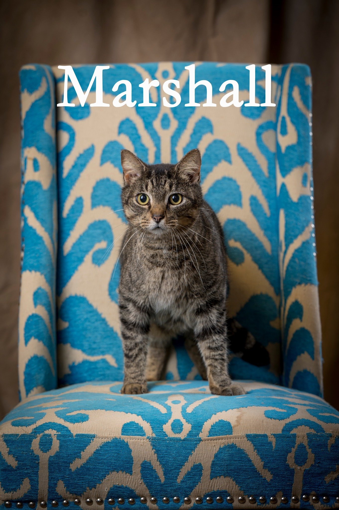 adoptable Cat in North Myrtle Beach, SC named Marshall