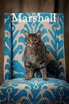 adoptable Cat in , SC named Marshall