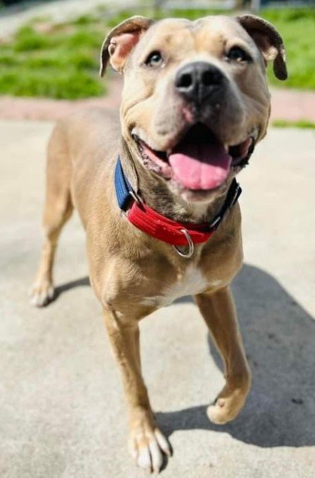 adoptable Dog in North Myrtle Beach, SC named Gus