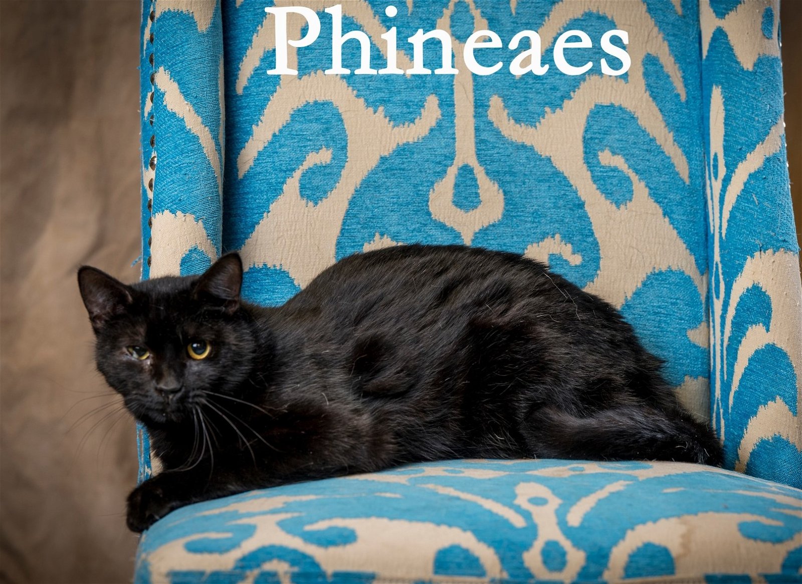 adoptable Cat in North Myrtle Beach, SC named Phineas