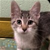 adoptable Cat in north myrtle beach, SC named Zephyr