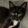 adoptable Cat in , SC named Spider Man