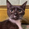 adoptable Cat in , SC named Mary Jane