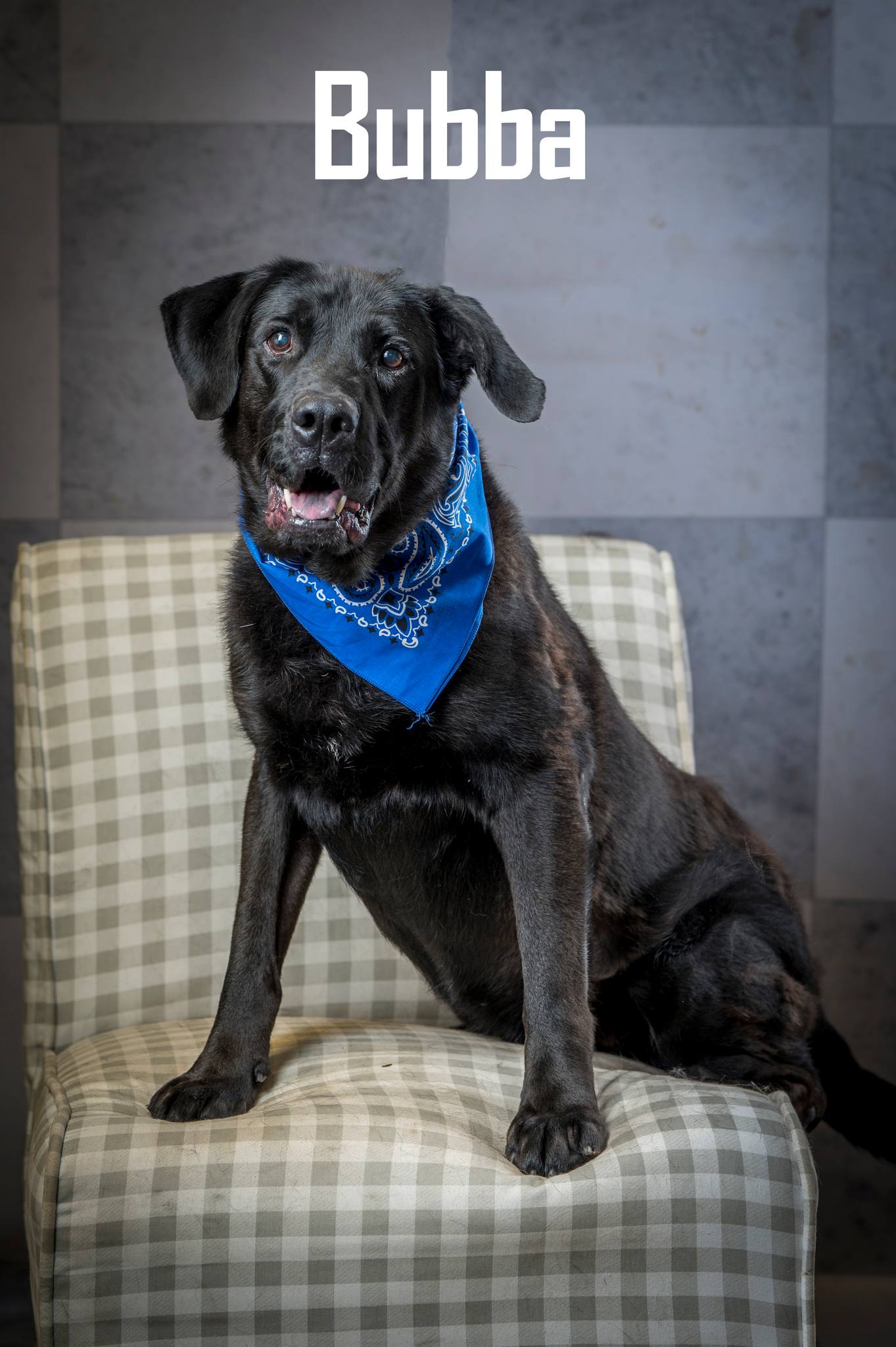 adoptable Dog in North Myrtle Beach, SC named Bubba