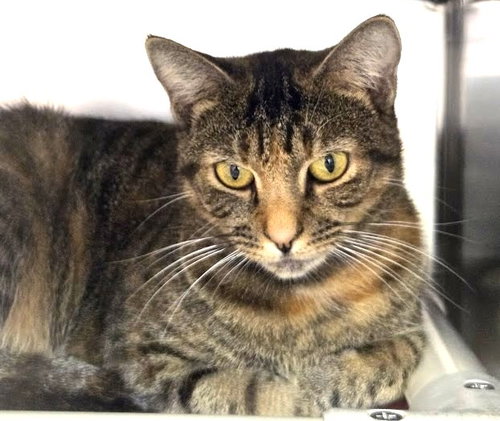 Candy, a cat for adoption from The Humane Society of North Myrtle Beach, INC
