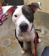 adoptable Dog in , SC named Handsome