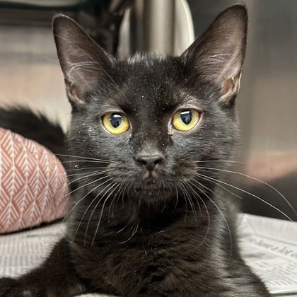 adoptable Cat in North Myrtle Beach, SC named Uno