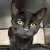 adoptable Cat in , SC named Tres