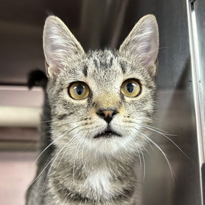 adoptable Cat in North Myrtle Beach, SC named Jaffa