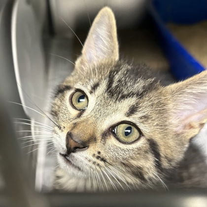 adoptable Cat in North Myrtle Beach, SC named Mario