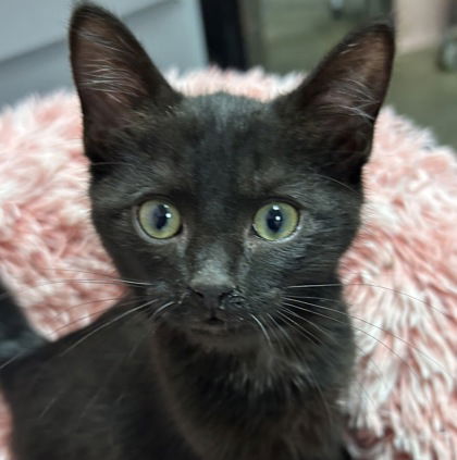 adoptable Cat in North Myrtle Beach, SC named Chester