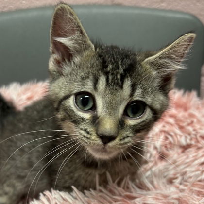 adoptable Cat in North Myrtle Beach, SC named Tony