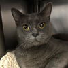 adoptable Cat in  named George