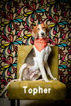 adoptable Dog in north myrtle beach, SC named Topher