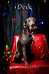 adoptable Dog in myrtle beach, SC named Dirk