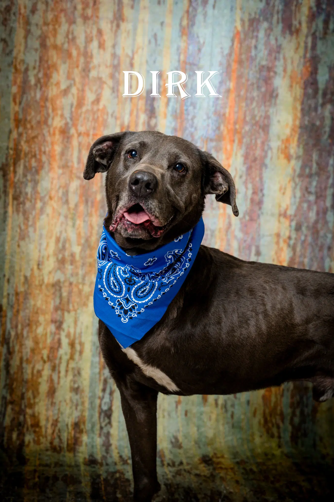 Dirk - Labrador Retriever