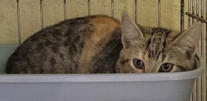 picture of the cat needing adoption