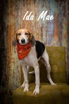 adoptable Dog in  named Ida Mae