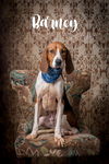 adoptable Dog in  named Barney