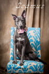 adoptable Dog in north myrtle beach, SC named Seamus