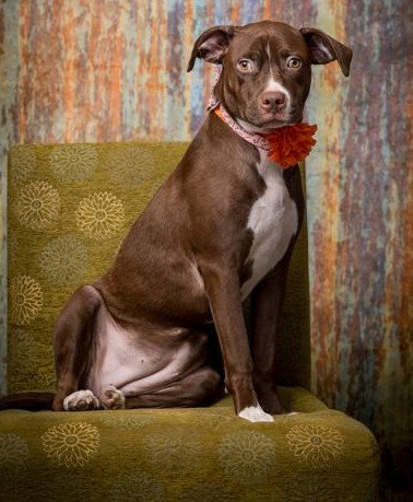 picture of the dog needing adoption