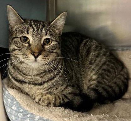adoptable Cat in North Myrtle Beach, SC named George